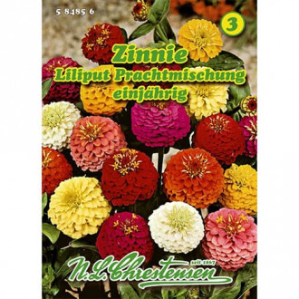 Zinnie Liliput Prachtmischung interface.image 3