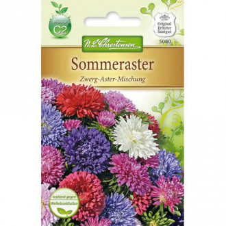 Sommeraster Zwerg - Aster interface.image 4