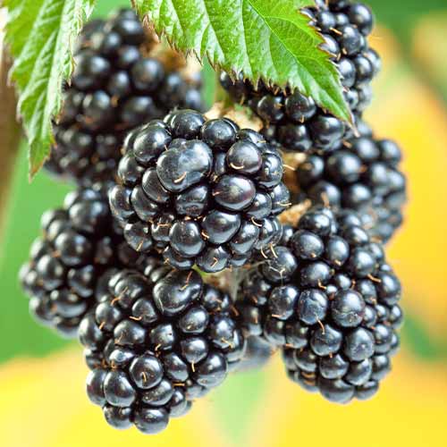 Brombeere Gigant, Р9 interface.art Bild 1 Brombeere Gigant, Р9 interface.image 1 interface.art 7506