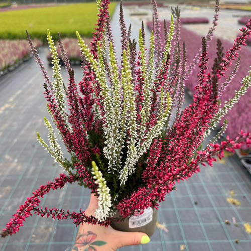 Besenheide Trio Girls Athene/Hilda/Helena interface.image 1 interface.art 5428