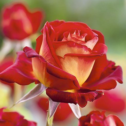 Edelrose Rosa Bicolette interface.image 2 interface.art 2106