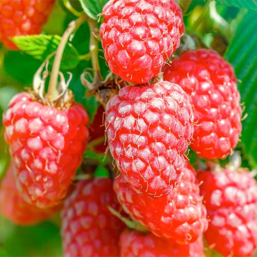 Himbeer-Brombeer Gigant, Р9 interface.art Bild 1 Himbeer-Brombeer Gigant, Р9 interface.image 1 interface.art 7511