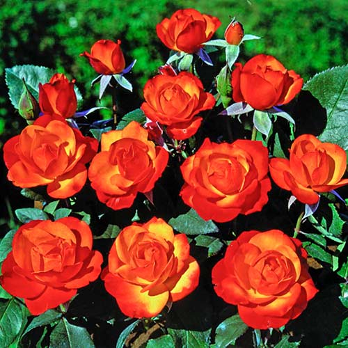 Kletterrose Tempi Moderni®, C5 interface.art Bild 1 Kletterrose Tempi Moderni®, C5 interface.image 1 interface.art 5492