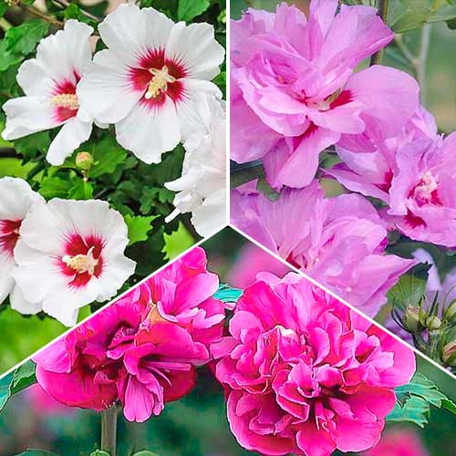 Tolles Angebot! Hibiskus Trio, Set mit 3 Setzlingen interface.image 1 interface.art 5636