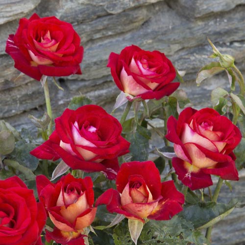 Edelrose Rosa Bicolette interface.image 3 interface.art 2106