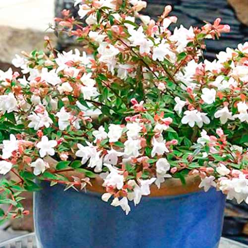 Abelia Cristal Charm interface.art Bild 1 Abelia Cristal Charm interface.image 1 interface.art 5582