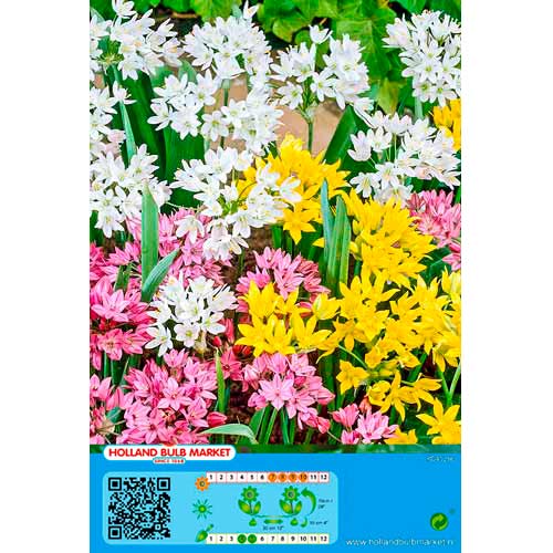 Allium, Farbmischung interface.art Bild 1 Allium, Farbmischung interface.image 1 interface.art 76370