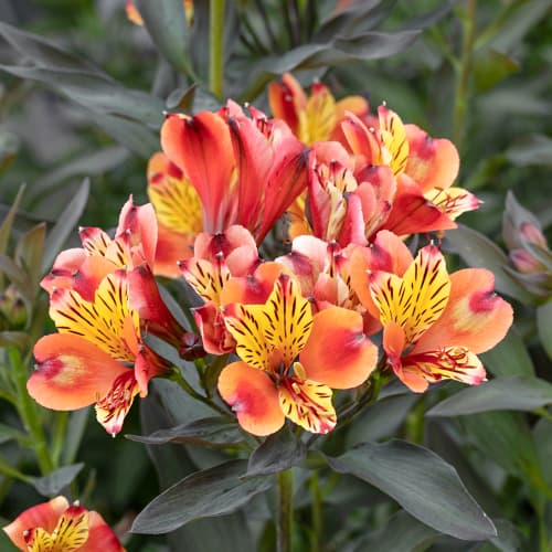 Alstroemeria Summer Breeze® Tessumbre, С2 interface.art Bild 1 Alstroemeria Summer Breeze® Tessumbre, С2 interface.image 1 interface.art 5458