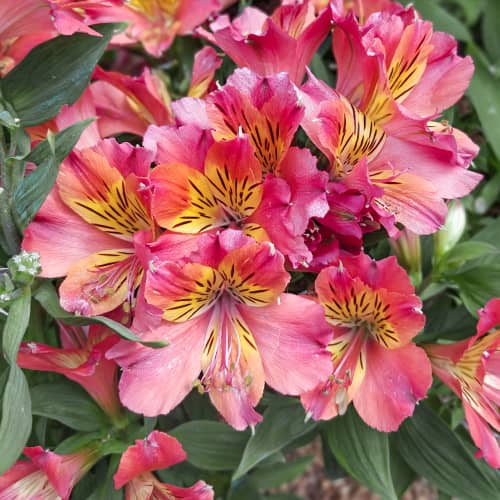 Alstroemeria Valley Girl® Tesvalgirl, С2 interface.art Bild 1 Alstroemeria Valley Girl® Tesvalgirl, С2 interface.image 1 interface.art 5460