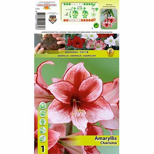 Amaryllis Charisma interface.art Bild 1 Amaryllis Charisma interface.image 1 interface.art 70325