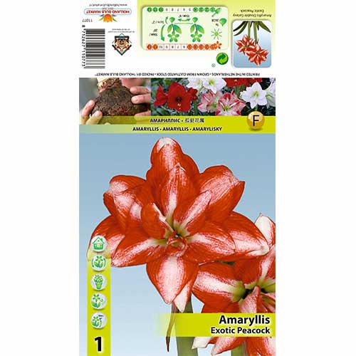 Amaryllis Exotic Peacock interface.art Bild 1 Amaryllis Exotic Peacock interface.image 1 interface.art 70324