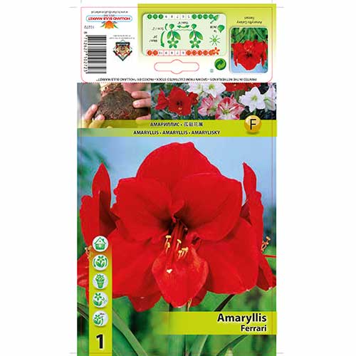 Amaryllis Ferrari interface.art Bild 1 Amaryllis Ferrari interface.image 1 interface.art 76558