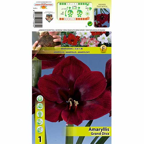 Amaryllis Grand Diva interface.art Bild 1 Amaryllis Grand Diva interface.image 1 interface.art 70326