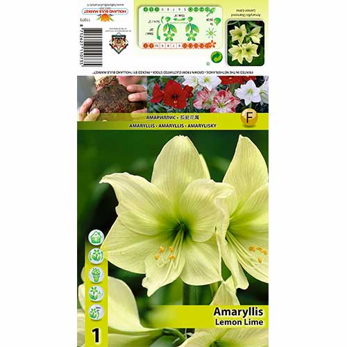 Amaryllis Lemon Lime interface.art Bild 1 Amaryllis Lemon Lime interface.image 1 interface.art 70327