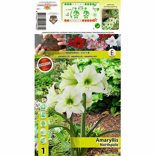 Amaryllis Northpole interface.art Bild 1 Amaryllis Northpole interface.image 1 interface.art 70478