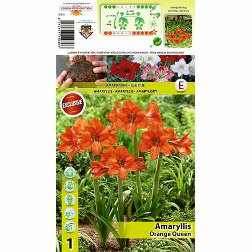 Amaryllis Orange Queen interface.art Bild 1 Amaryllis Orange Queen interface.image 1 interface.art 70477