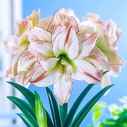 Amaryllis (Ritterstern) Aphrodite interface.art Bild 1 Amaryllis (Ritterstern) Aphrodite interface.image 1 interface.art 76002