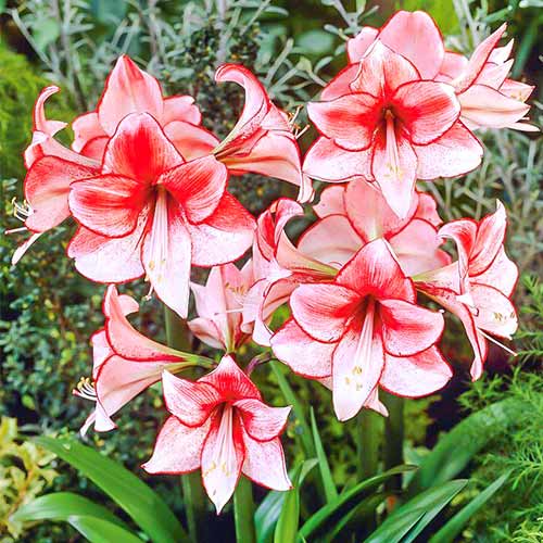 Amaryllis (Ritterstern) Charisma interface.art Bild 1 Amaryllis (Ritterstern) Charisma interface.image 1 interface.art 76004
