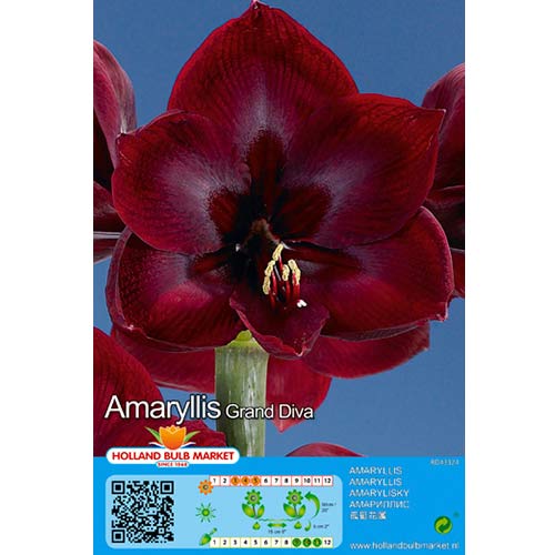 Amaryllis (Ritterstern) Grand Diva interface.art Bild 1 Amaryllis (Ritterstern) Grand Diva interface.image 1 interface.art 76007