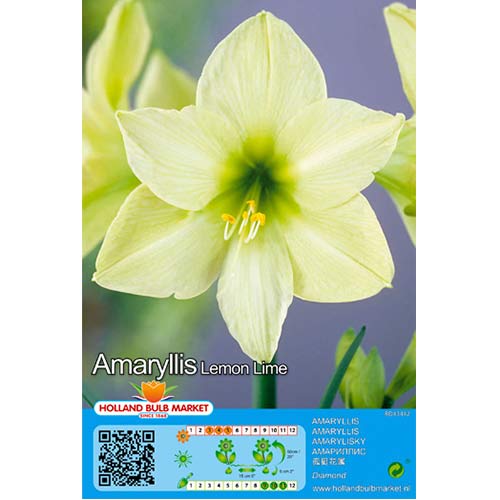Amaryllis (Ritterstern) Lemon Lime interface.art Bild 1 Amaryllis (Ritterstern) Lemon Lime interface.image 1 interface.art 76009