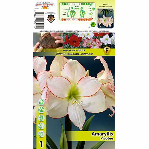 Amaryllis (Ritterstern) Picotee interface.art Bild 1 Amaryllis (Ritterstern) Picotee interface.image 1 interface.art 76013