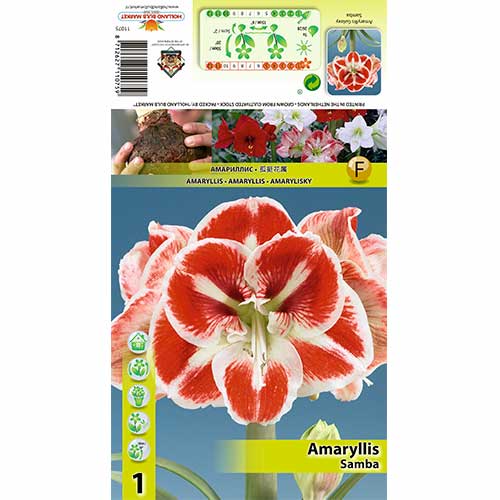Amaryllis Samba interface.art Bild 1 Amaryllis Samba interface.image 1 interface.art 70332