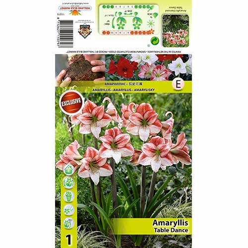 Amaryllis Table Dancer interface.art Bild 1 Amaryllis Table Dancer interface.image 1 interface.art 70333