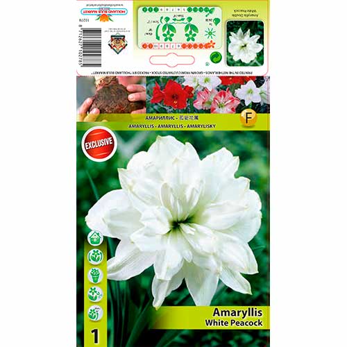 Amaryllis White Peacock interface.art Bild 1 Amaryllis White Peacock interface.image 1 interface.art 76556