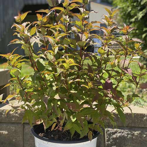 Amerikanische Weigelie Kodiak Red ®, C3 interface.image 1 interface.art 8525