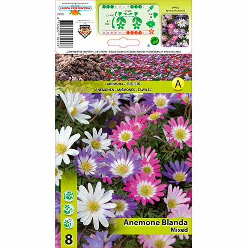 Anemone Blanda Mixed interface.art Bild 1 Anemone Blanda Mixed interface.image 1 interface.art 70335