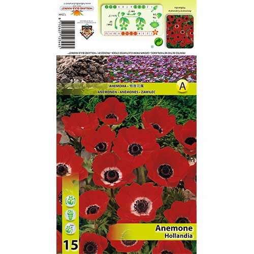 Anemone Hollandia interface.art Bild 1 Anemone Hollandia interface.image 1 interface.art 70336