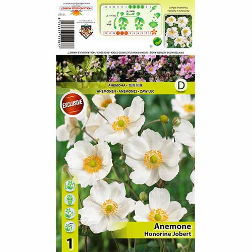 Anemone Japonica Honorine Jobert interface.art Bild 1 Anemone Japonica Honorine Jobert interface.image 1 interface.art 70337