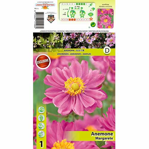 Anemone Japonica Margarete interface.art Bild 1 Anemone Japonica Margarete interface.image 1 interface.art 70338