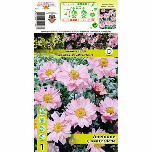Anemone Japonica Queen Charlotte interface.art Bild 1 Anemone Japonica Queen Charlotte interface.image 1 interface.art 70340