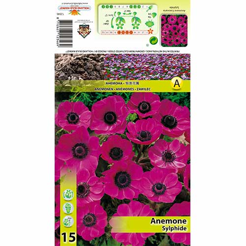 Anemone Sylphide interface.art Bild 1 Anemone Sylphide interface.image 1 interface.art 70342