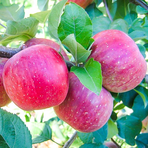 Apfel Fuji, С2 interface.art Bild 1 Apfel Fuji, С2 interface.image 1 interface.art 7971