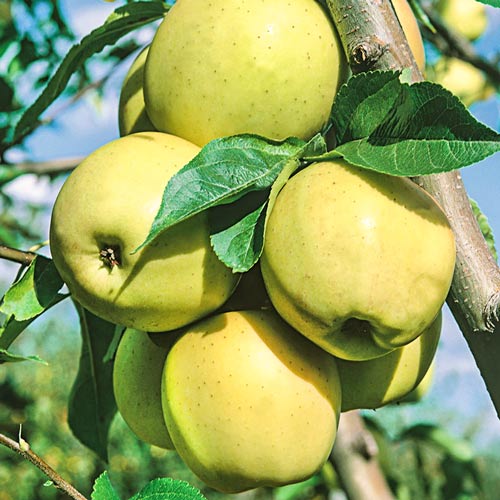 Apfel Golden Super, С2 interface.art Bild 1 Apfel Golden Super, С2 interface.image 1 interface.art 7972