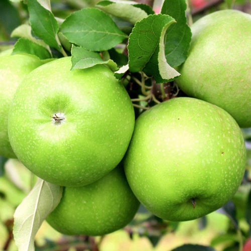 Apfel Granny Smith, С2 interface.art Bild 1 Apfel Granny Smith, С2 interface.image 1 interface.art 7973