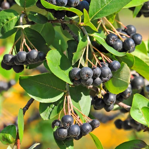 Apfelbeere (Aronia), P9 interface.art Bild 1 Apfelbeere (Aronia), P9 interface.image 1 interface.art 5851