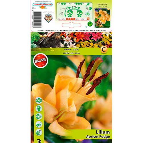 Asiatische Lilie Apricot Fudge interface.art Bild 1 Asiatische Lilie Apricot Fudge interface.image 1 interface.art 76302