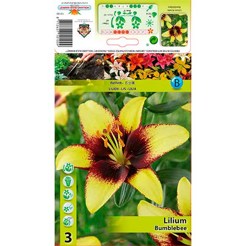 Asiatische Lilie Bumblebee interface.art Bild 1 Asiatische Lilie Bumblebee interface.image 1 interface.art 76305