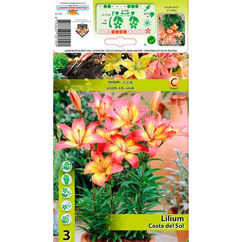 Asiatische Lilie Costa del Sol interface.art Bild 1 Asiatische Lilie Costa del Sol interface.image 1 interface.art 76604