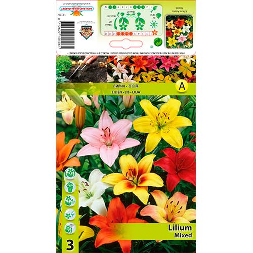 Asiatische Lilie, Farbmischung interface.art Bild 1 Asiatische Lilie, Farbmischung interface.image 1 interface.art 76303