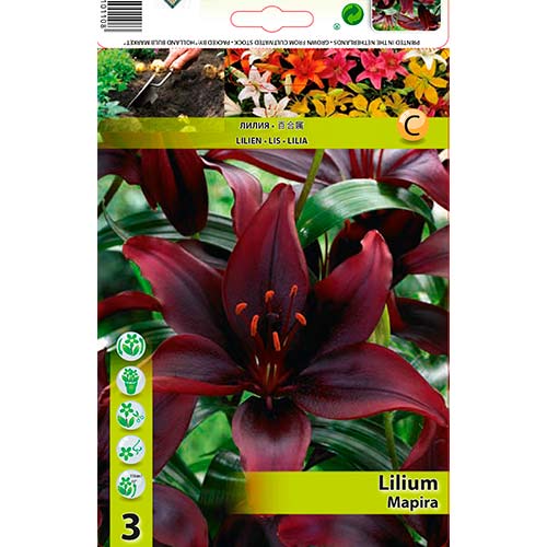 Asiatische Lilie Mapira interface.art Bild 1 Asiatische Lilie Mapira interface.image 1 interface.art 76471