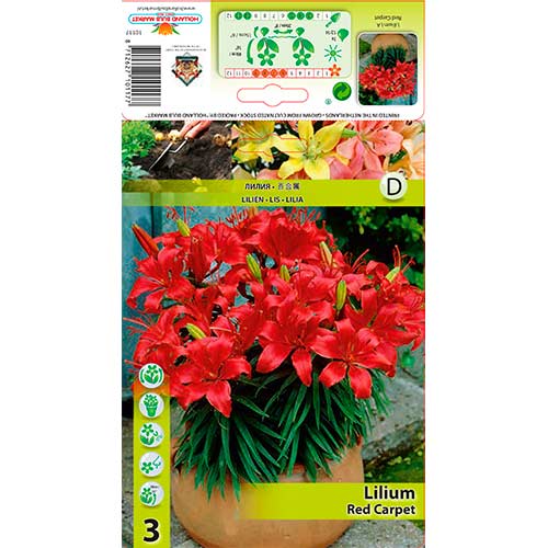 Asiatische Lilie Red Carpet interface.art Bild 1 Asiatische Lilie Red Carpet interface.image 1 interface.art 76320