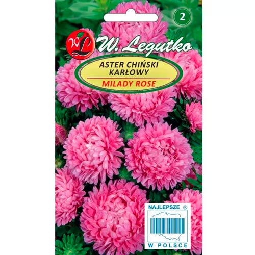 Aster Milady Rose Legutko interface.art Bild 1 Aster Milady Rose Legutko interface.image 1 interface.art 69558