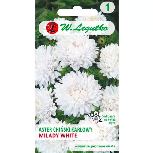 Aster Milady White Legutko interface.art Bild 1 Aster Milady White Legutko interface.image 1 interface.art 86808