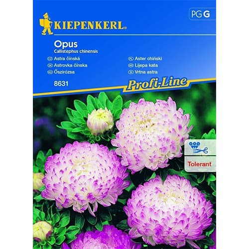 Sommeraster Opus interface.art Bild 1 Sommeraster Opus interface.image 1 interface.art 96521