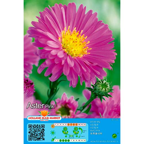 Aster Pink interface.art Bild 1 Aster Pink interface.image 1 interface.art 76373