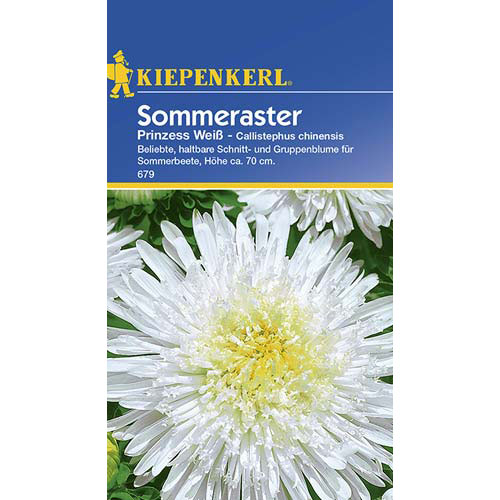 Aster Prinzess, weiß interface.art Bild 1 Aster Prinzess, weiß interface.image 1 interface.art 77428